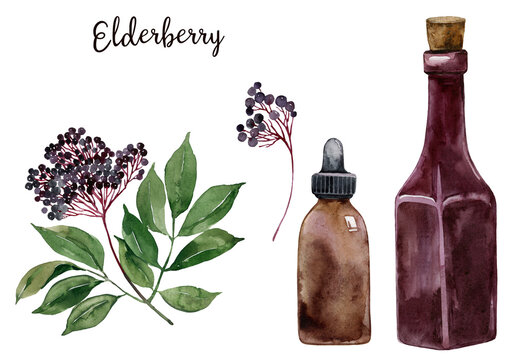 Watercolor elderberry branch, syrup bottle, dropper illustration. Healthy organic homemade food, natural medicine, immunotherapy, pharmacy, apothecary, health care. Herb garden medicinal plants