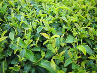 The leaves of the green tea plant were exposed to morning dew until they were soaked. Fresh green tea plantation in the morning. Scientific name Camellia sinensis. young shoots for Chinese tea
