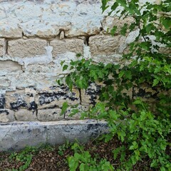 A tree growing out of a stone wall