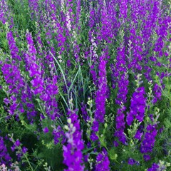 Obraz premium A field of lavender
