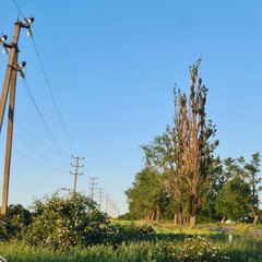 A tree with power lines