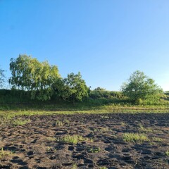 Fototapeta na wymiar A field with trees and grass