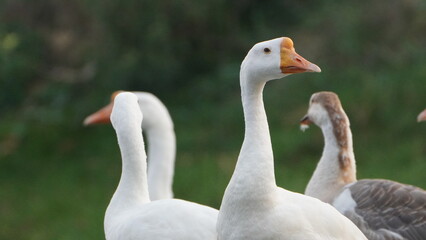 beautiful dove gang on the lake 