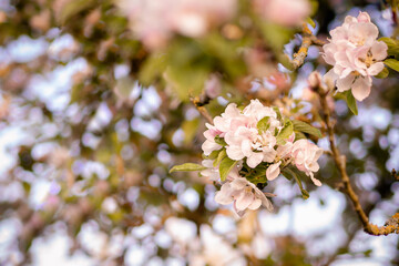 Fototapeta premium pink white apple tree flowers