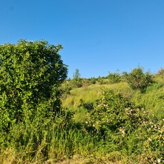A grassy area with trees in the background