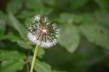 Close up of a dandelion with green background