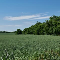 Obraz premium A field of grass