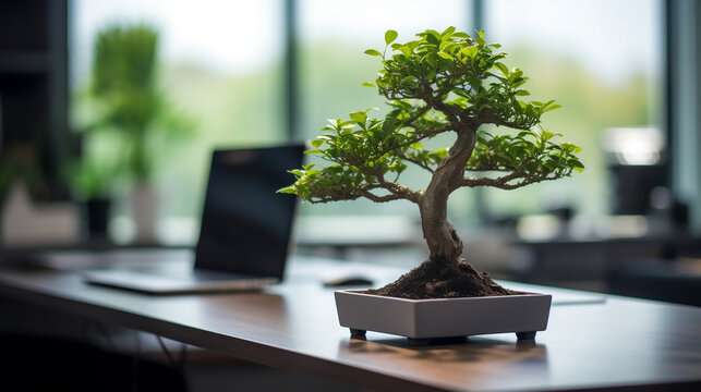 Bonsai tree in office near laptop