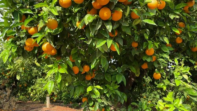Orange mandarin tree. Orange fruit farm field. Vibrant orange citrus fruits in garden. Mandarin trees at farm plantation cultivated in Mediterranean. Harvest season in Spain. Citrus Tangerine plant.