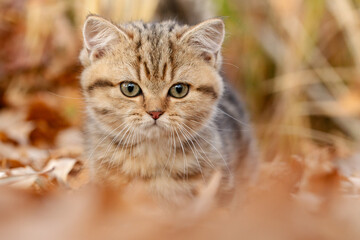 Katze, Kätzchen spielt im Garten im Herbstlaub, goldener Gerbst