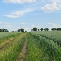Fototapeta premium A dirt road through a field