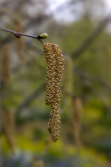 Closeup of catkins of Silver Birch (Betula pendula) in a wood in Spring	