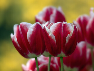 Closeup of sunlit flowers of Tulipa 'Leen van der Mark' in a garden in Spring	