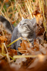 Naklejka na ściany i meble Katze, Kätzchen spielt im Garten im Herbstlaub, goldener Gerbst