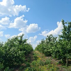 A group of trees on a hill