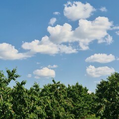 A blue sky with clouds above trees