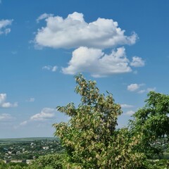 A tree with a blue sky and clouds above