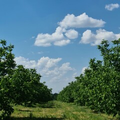 Fototapeta na wymiar A grassy area with trees and blue sky