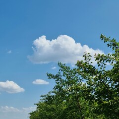 A tree with blue sky and clouds