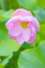 Obraz premium 雨上がりに綺麗に咲いたピンク色の蓮の花