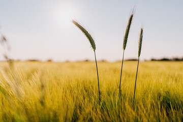 Fototapeta premium Wheat in the sun
