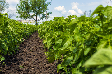 Fototapeta na wymiar Farm garden with green potatoes during ripening. Selective focus.