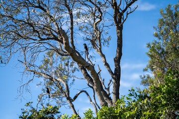 bird in Trees and shrubs in the Australian bush forest. Gumtrees and native plants growing in Australia