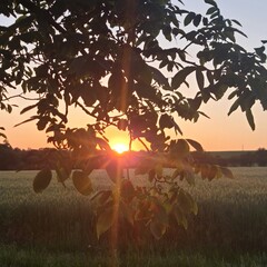 A tree with the sun setting