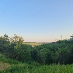A grassy area with trees and blue sky
