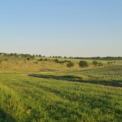 Obraz premium A field with grass and trees in the background