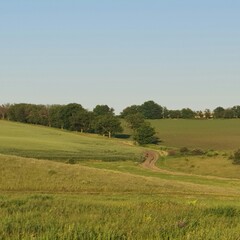 Obraz premium A field with grass and trees