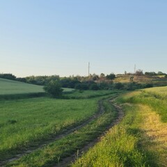 A road with grass and trees in the background