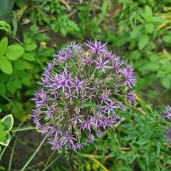 A purple flower on a bush