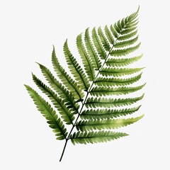 Water color Fern leaf isolate white