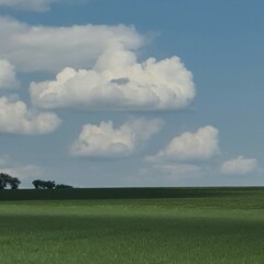 A grassy field with trees and blue sky