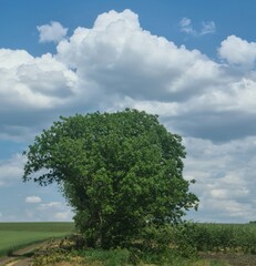 Fototapeta na wymiar A tree in a field