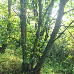 Fototapeta premium A forest with green trees