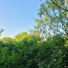 Fototapeta premium A group of trees with flowers