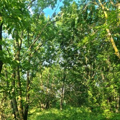 A forest with trees