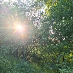 Sun shining through the trees