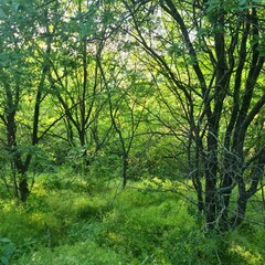 Fototapeta na wymiar A forest with trees
