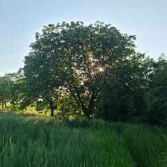 A tree in a field