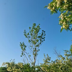 A tree with blue sky and clouds