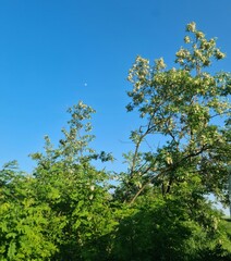 A group of trees with blue sky