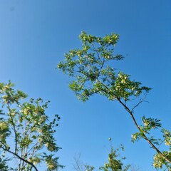 A tree with green leaves
