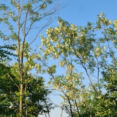 A tree with flowers