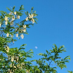 A tree with white flowers