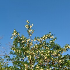 A tree with green leaves