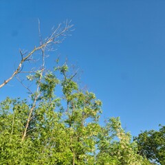 A group of trees with blue sky