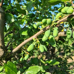 A tree with green leaves and green leaves